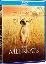 Сурикаты (2008)