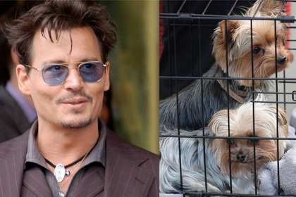За любовь к собакам Джонни Деппа хотят наказать 10-ю годами тюрьмы За любовь к собакам Джонни Деппа хотят наказать 10-ю годами тюрьмы